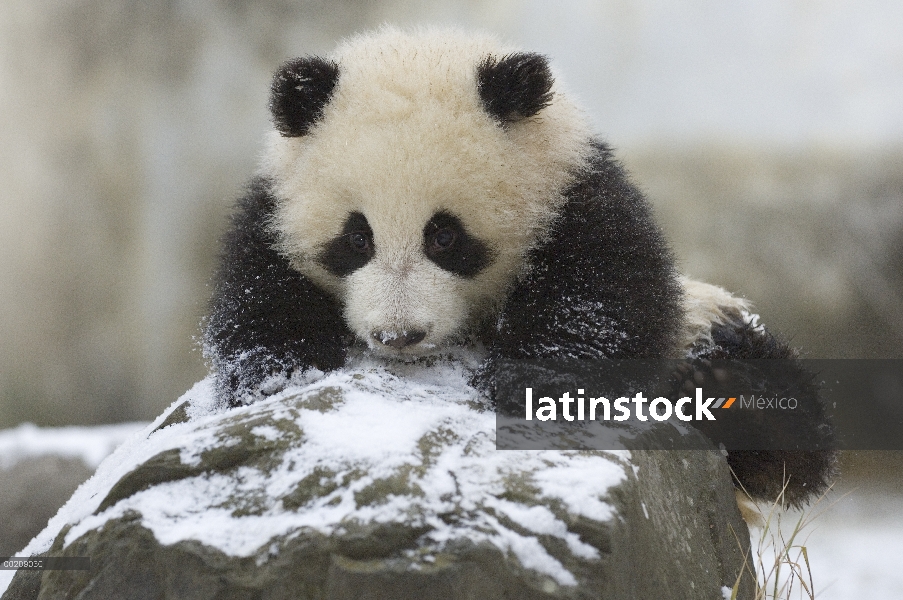 Cachorro de Panda gigante (Ailuropoda melanoleuca) jugando en la nieve, reserva natural de Wolong, C