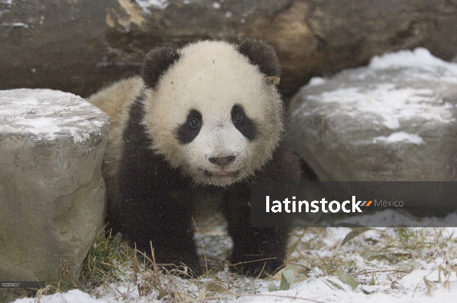 Cachorro de Panda gigante (Ailuropoda melanoleuca) jugando en la nieve, reserva natural de Wolong, C