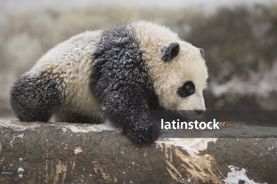 Panda gigante (Ailuropoda melanoleuca) cachorro de cinco meses jugando en la nieve, reserva natural 