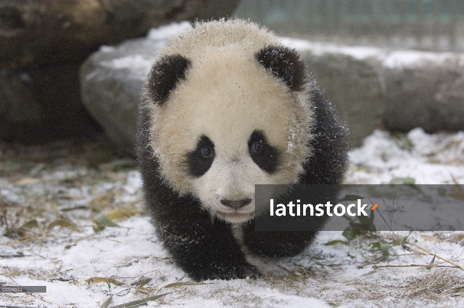 Cachorro de Panda gigante (Ailuropoda melanoleuca) acercarse a través de la nieve, reserva natural d