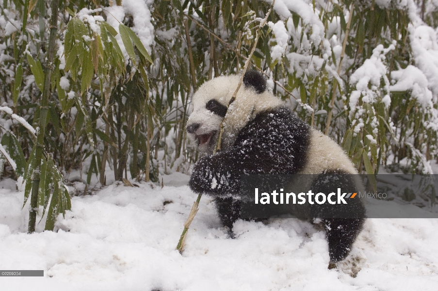 Cachorro de Panda gigante (Ailuropoda melanoleuca) comiendo bambú, reserva natural de Wolong, China