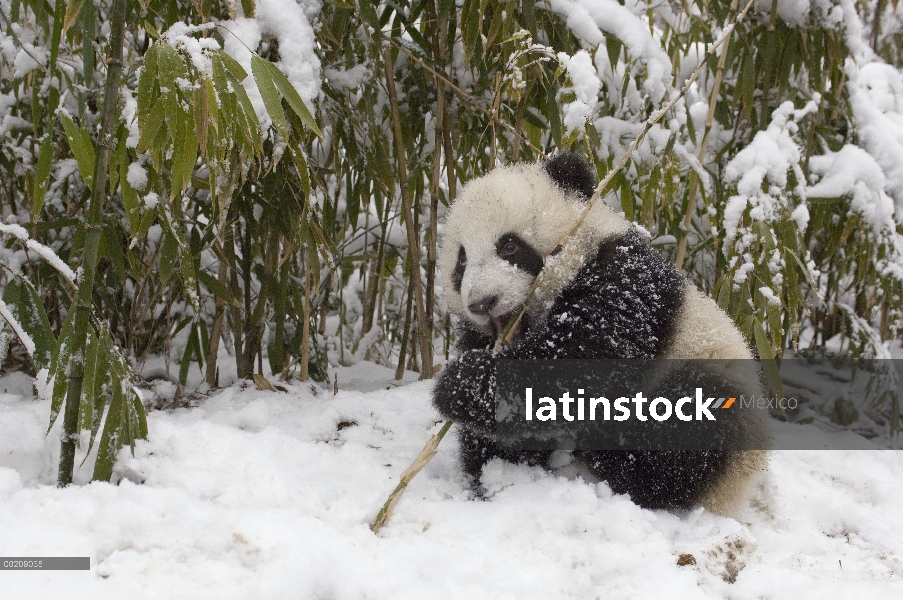 Cachorro de Panda gigante (Ailuropoda melanoleuca) comiendo bambú, reserva natural de Wolong, China