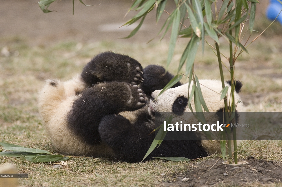 Seis meses de edad cachorro de Panda gigante (Ailuropoda melanoleuca) con brotes de bambú cultivados