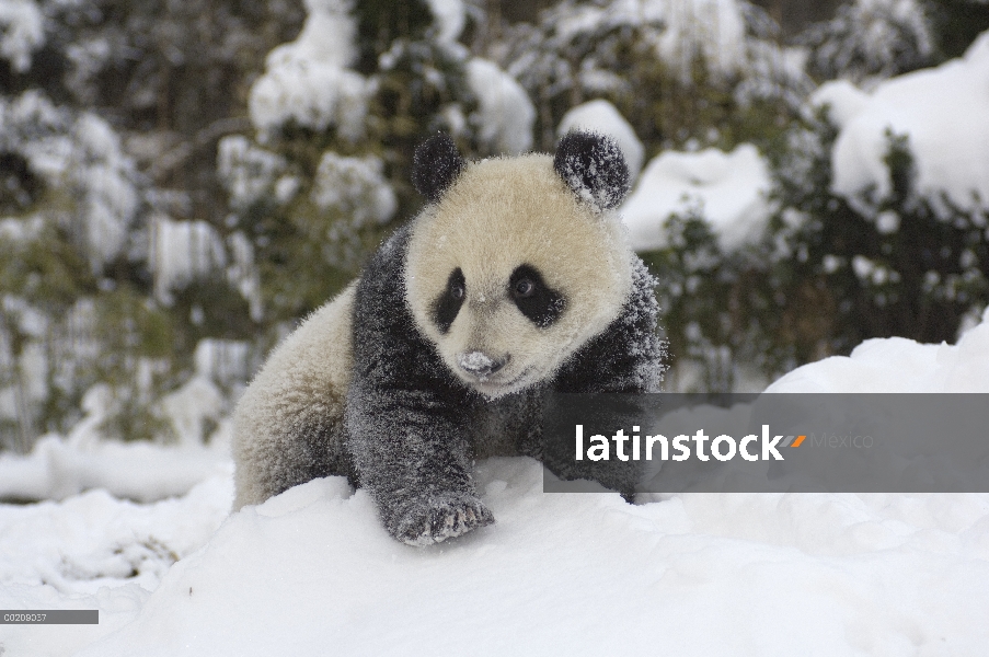 Cachorro de Panda gigante (Ailuropoda melanoleuca) jugando en la nieve, reserva natural de Wolong, C