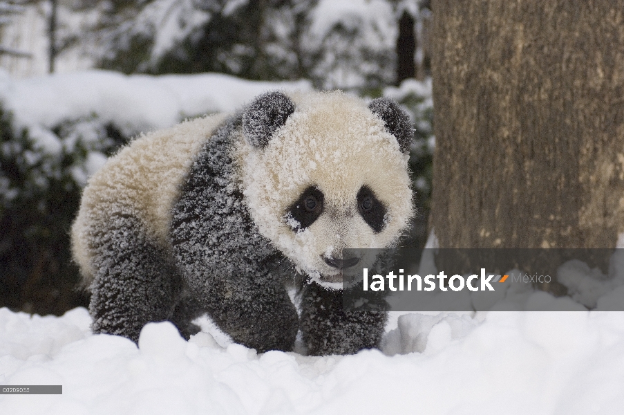 Cachorro de Panda gigante (Ailuropoda melanoleuca) caminando por la nieve, reserva natural de Wolong