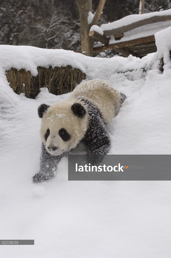 Seis meses de edad cachorro panda Panda gigante (Ailuropoda melanoleuca), jugando en el patio de la 