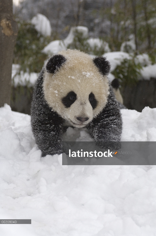 Panda gigante (Ailuropoda melanoleuca) seis meses de edad cachorro panda explorando el patio de la g