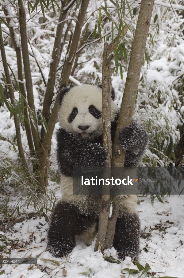 Cachorro de Panda gigante (Ailuropoda melanoleuca) jugando en la nieve, reserva natural de Wolong, C