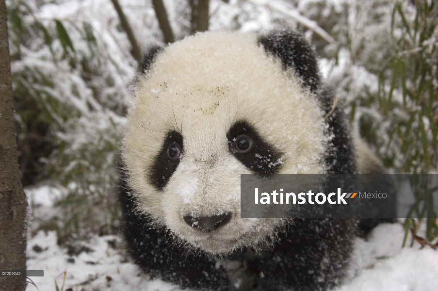 Seis meses de edad cachorro de Panda gigante (Ailuropoda melanoleuca) en nieve, reserva natural de W