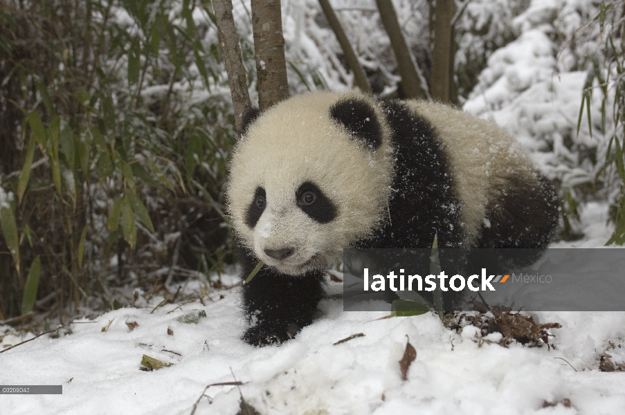 Seis meses de edad cachorro de Panda gigante (Ailuropoda melanoleuca) en nieve, reserva natural de W