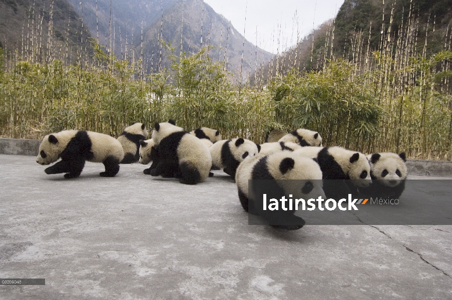 Cachorros de Panda gigante (Ailuropoda melanoleuca) dispuestos a fotografiar todos 16 cachorros, res