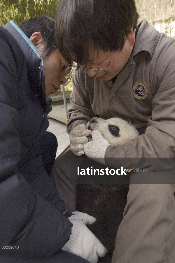 Investigadores de Panda gigante (Ailuropoda melanoleuca) comprobación dientes, reserva natural de Wo