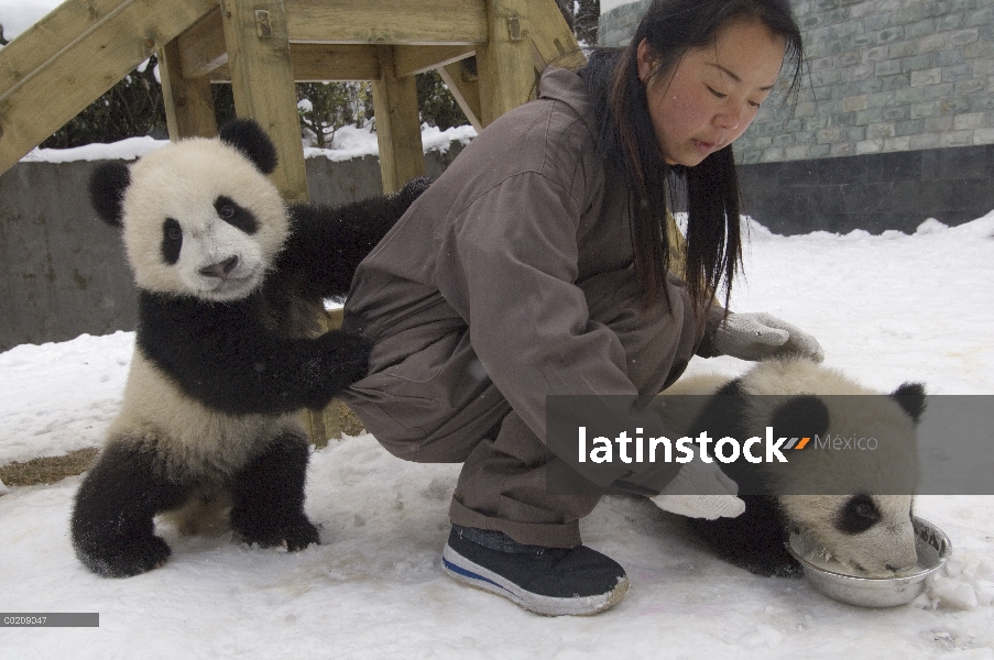 Investigador del Panda gigante (Ailuropoda melanoleuca) con dos cachorros en el tiempo, reserva natu