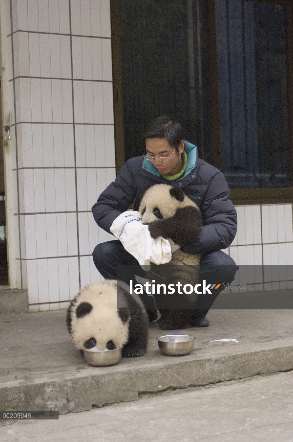 Investigador del Panda gigante (Ailuropoda melanoleuca) limpiar la boca del cachorro después de alim