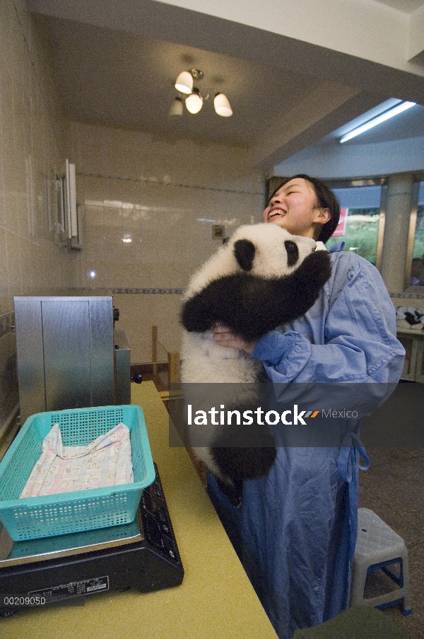 Panda gigante (Ailuropoda melanoleuca) investigador intenta pesar ondulación cub en vivero, reserva 