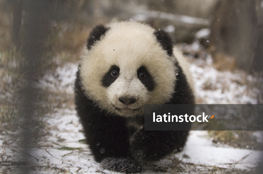 Cachorro de Panda gigante (Ailuropoda melanoleuca) en la nieve, reserva natural de Wolong, China