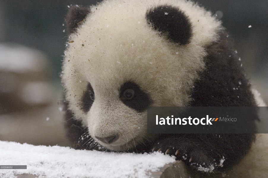 Cachorro de Panda gigante (Ailuropoda melanoleuca) jugando en la nieve, reserva natural de Wolong, C