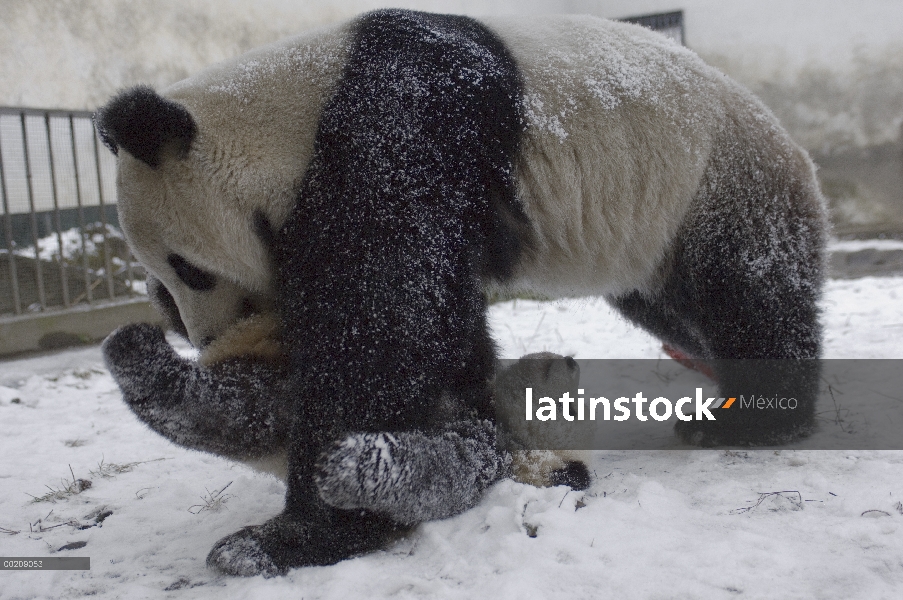 Panda gigante (Ailuropoda melanoleuca) nacido Hua Mei jugando con su cachorro en primer lugar, cinco