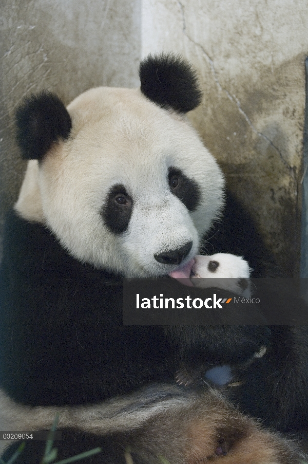 Panda gigante (Ailuropoda melanoleuca) madre limpieza su cachorro, reserva natural de Wolong, China