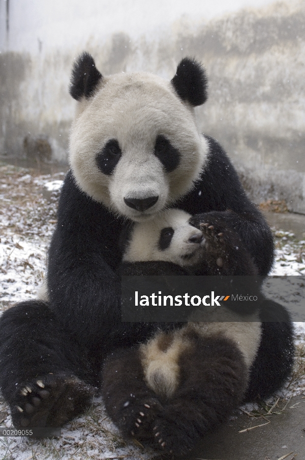 Panda gigante (Ailuropoda melanoleuca) madre y cachorro en la nieve, reserva natural de Wolong, Chin