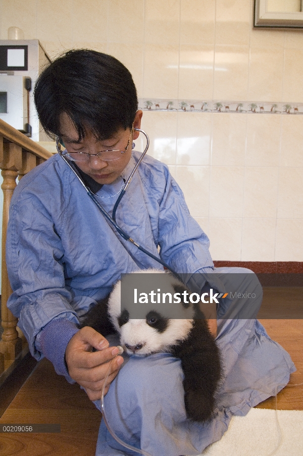 Panda gigante (Ailuropoda melanoleuca) investigador tomar temperatura de cachorro enfermo, reserva n