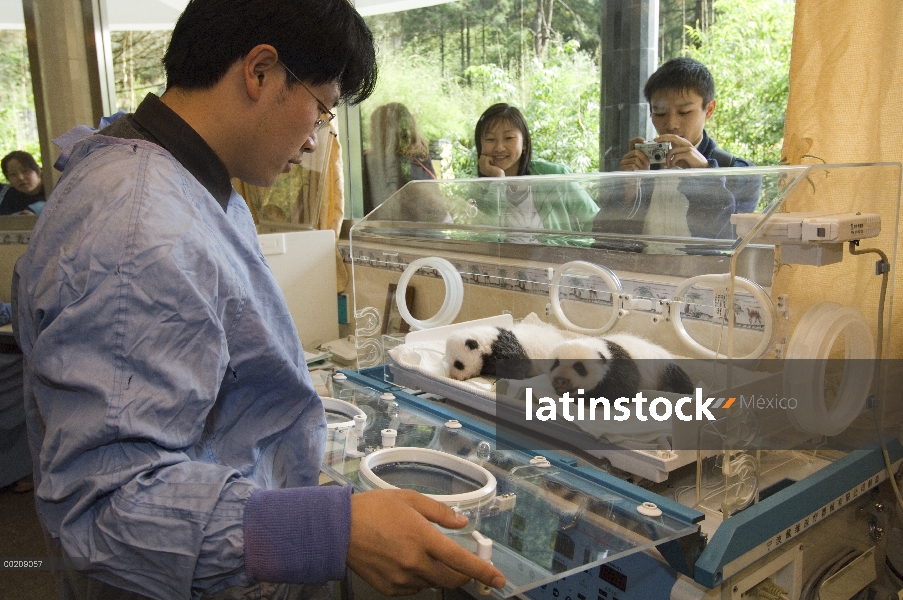 Cachorros de Panda gigante (Ailuropoda melanoleuca) con el investigador en vivero a fotografiar por 