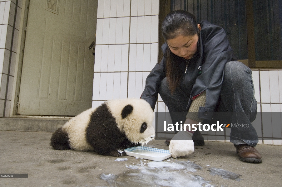 Panda gigante (Ailuropoda melanoleuca) investigador alimentación cachorro especial de la leche, rese