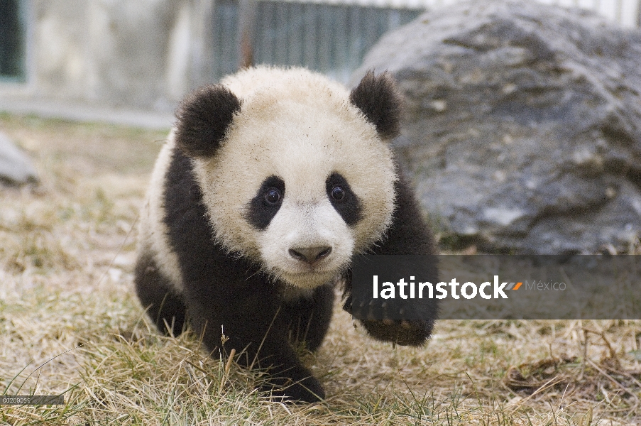 Cachorro de Panda gigante (Ailuropoda melanoleuca) acercándose a la cámara, reserva natural de Wolon