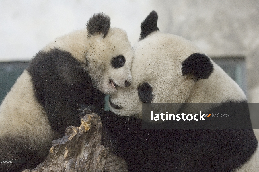 Panda gigante (Ailuropoda melanoleuca) Xin mucho jugando con su cachorro, reserva natural de Wolong,