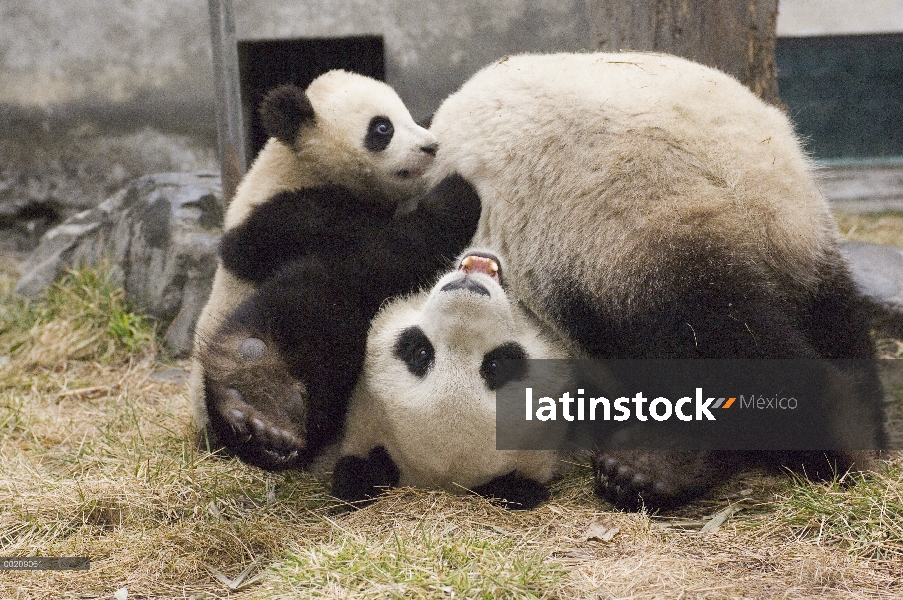 Cachorro de Panda gigante (Ailuropoda melanoleuca) y madre tocando juntos, reserva de naturaleza de 