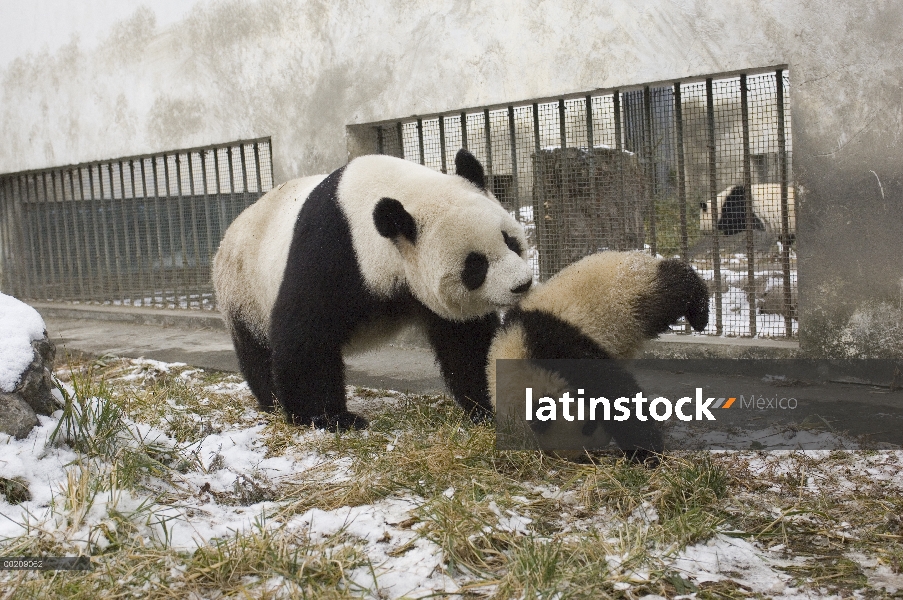 Cachorro de Panda gigante (Ailuropoda melanoleuca) y madre tocando juntos, reserva de naturaleza de 