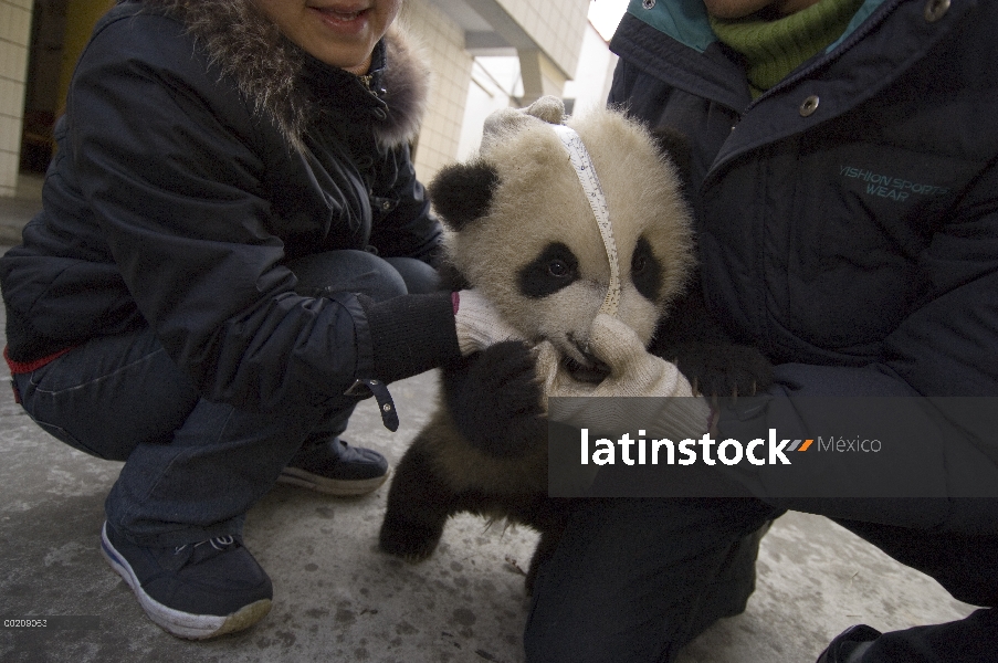 Investigadores de Panda gigante (Ailuropoda melanoleuca) medición cub, reserva natural de Wolong, Ch