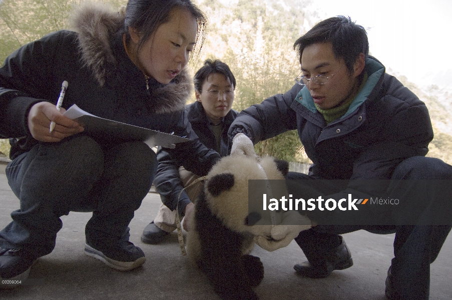 Investigadores de Panda gigante (Ailuropoda melanoleuca) medición cub, reserva natural de Wolong, Ch