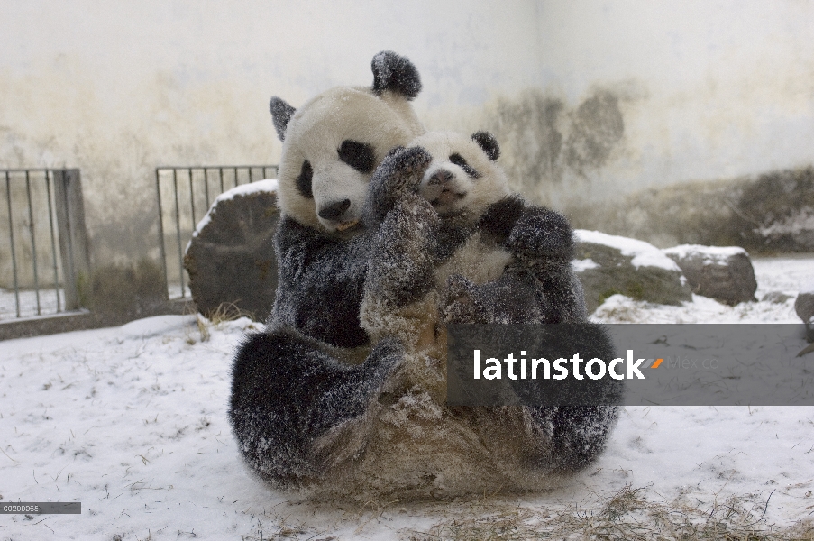 Cachorro de Panda gigante (Ailuropoda melanoleuca) y madre tocando juntos, reserva de naturaleza de 