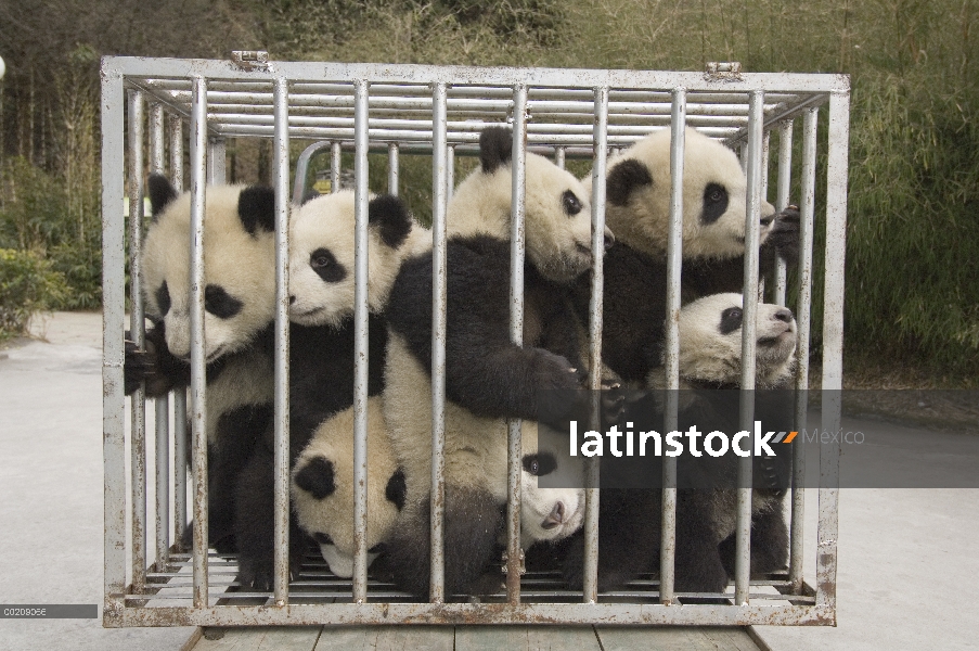 Siete cachorros de Panda gigante (Ailuropoda melanoleuca) en jaula pasando de vivero a parque, reser