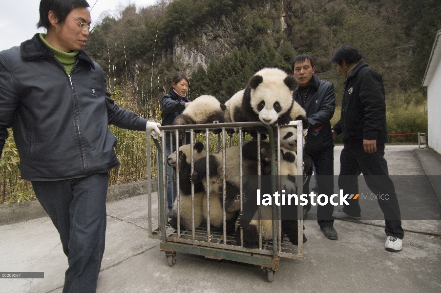 Siete cachorros de Panda gigante (Ailuropoda melanoleuca) en jaula pasando de vivero a parque, reser