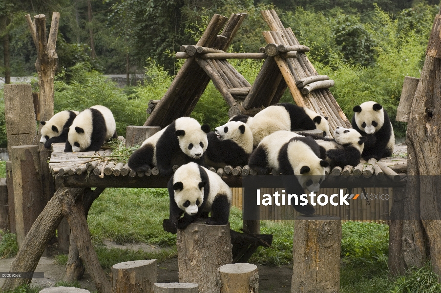 Panda gigante (Ailuropoda melanoleuca) grupo de nueve en el parque, reserva natural de Wolong, China