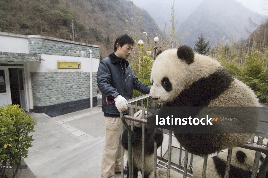 Cachorros de Panda gigante (Ailuropoda melanoleuca) en jaula pasando de vivero a parque, reserva nat