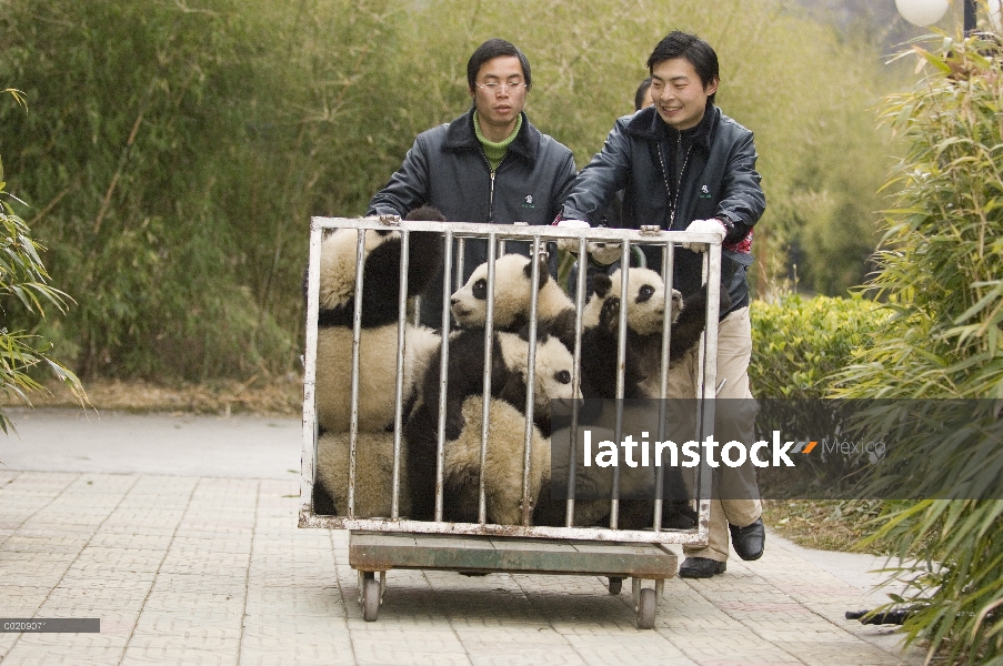 Siete cachorros de Panda gigante (Ailuropoda melanoleuca) en jaula pasando de vivero a parque, reser