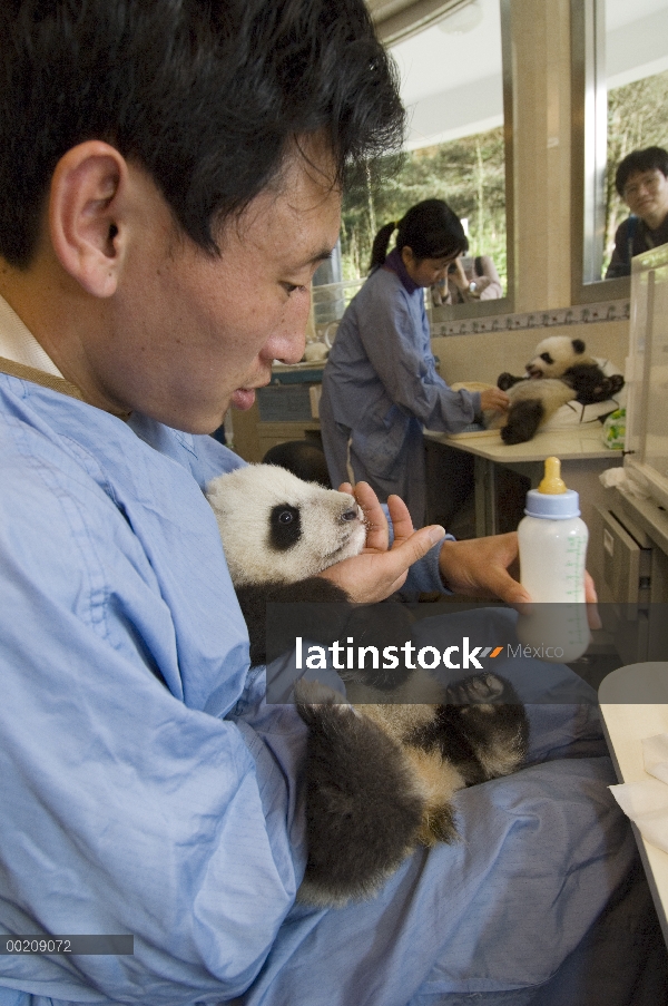 Panda gigante (Ailuropoda melanoleuca) investigadores alimentar cachorros con una botella en la guar