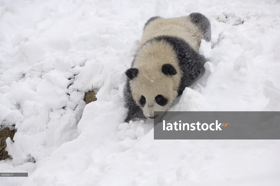 Cachorro de Panda gigante (Ailuropoda melanoleuca) jugando en la nieve, reserva natural de Wolong, C