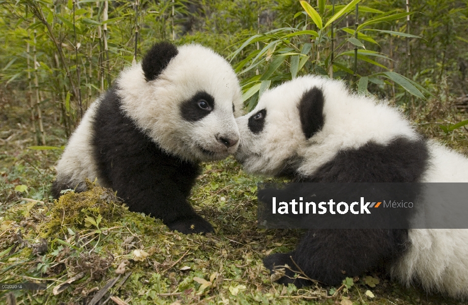 Dos cachorros de Panda gigante (Ailuropoda melanoleuca) tocando las narices, reserva natural de Wolo