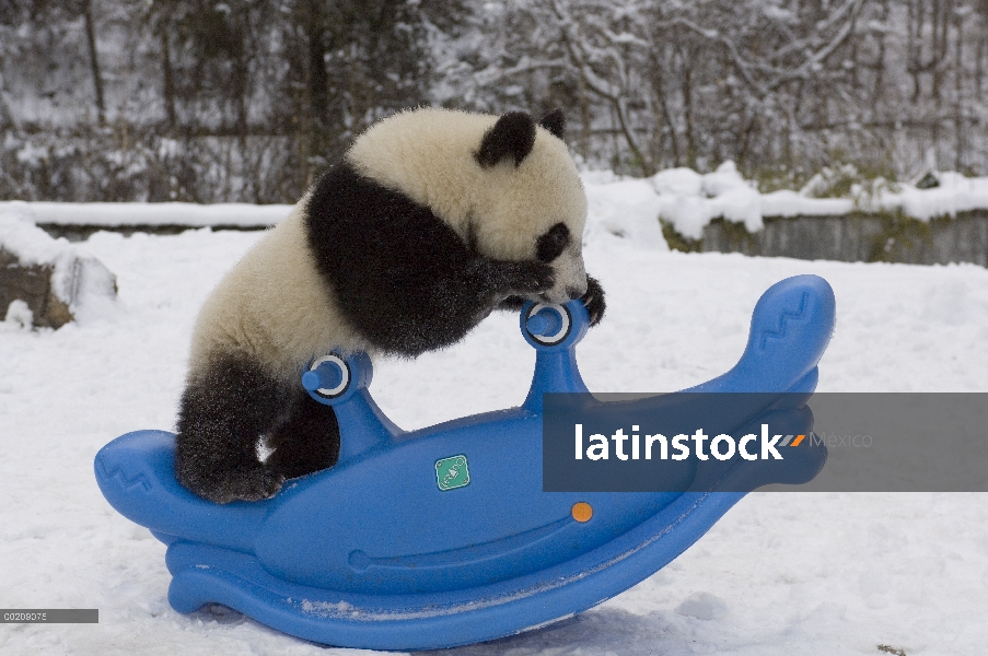 Cachorro de Panda gigante (Ailuropoda melanoleuca) jugando en el balancín de plástico en la nieve, r