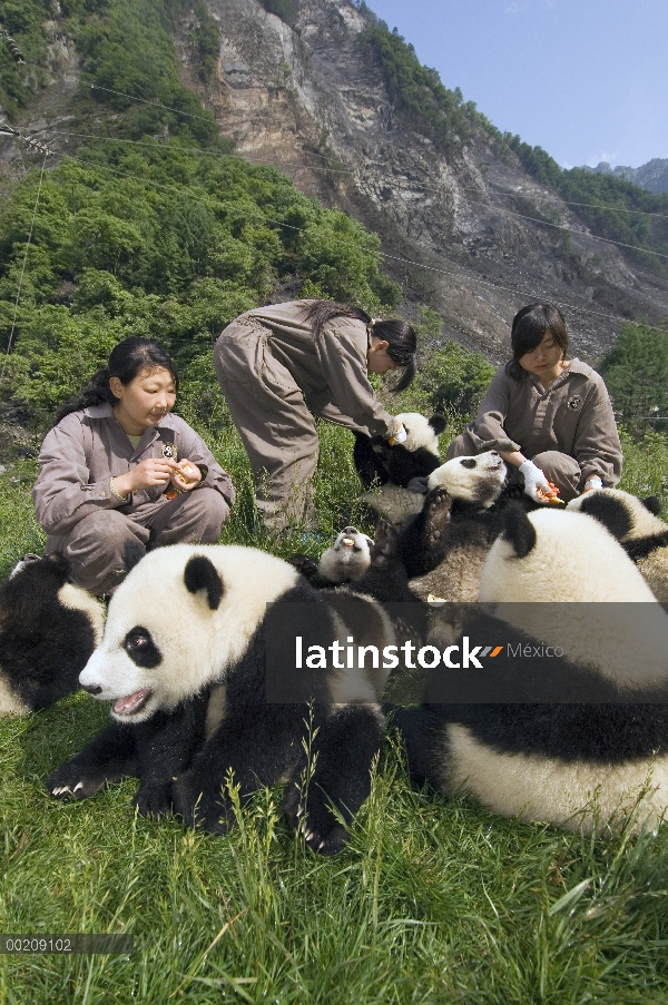 Panda gigante (Ailuropoda melanoleuca) jóvenes tendidos a por los trabajadores después del terremoto