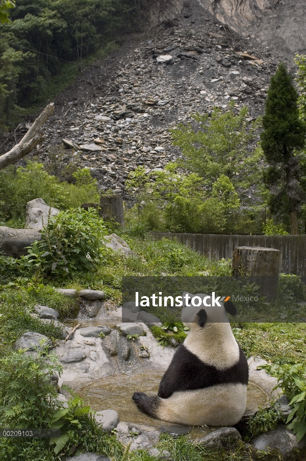 Panda gigante (Ailuropoda melanoleuca) en el recinto al aire libre mirando deslave tras el terremoto