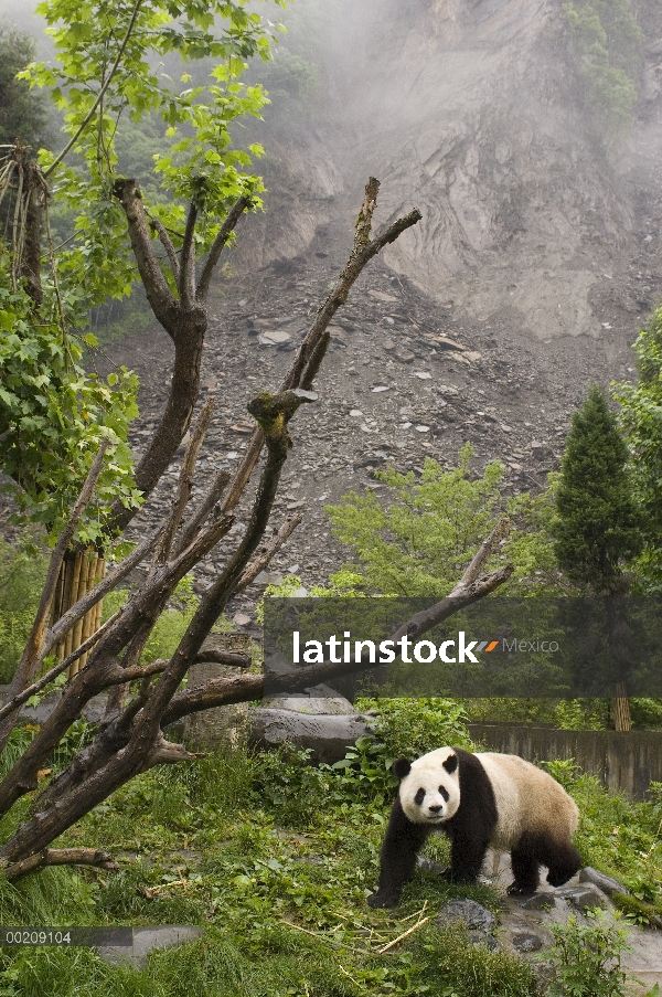 Panda gigante (Ailuropoda melanoleuca) en un recinto al aire libre con deslizamiento de tierra en el