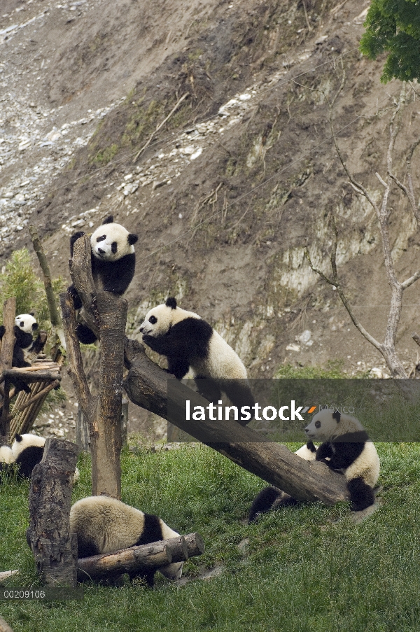 Cachorros de Panda gigante (Ailuropoda melanoleuca) jugando en las estructuras cerca de deslave tras