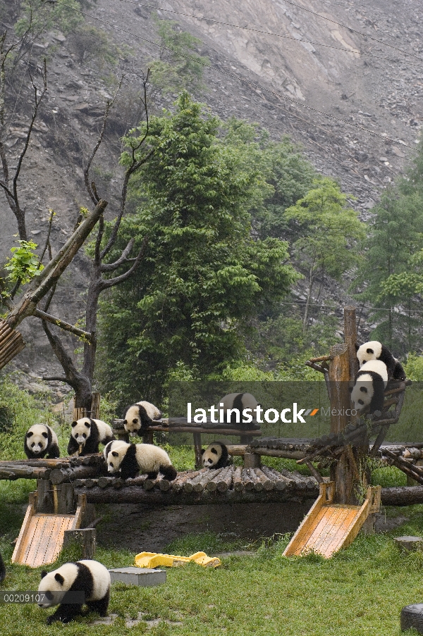 Panda gigante (Ailuropoda melanoleuca) jóvenes jugando en las estructuras después del terremoto del 