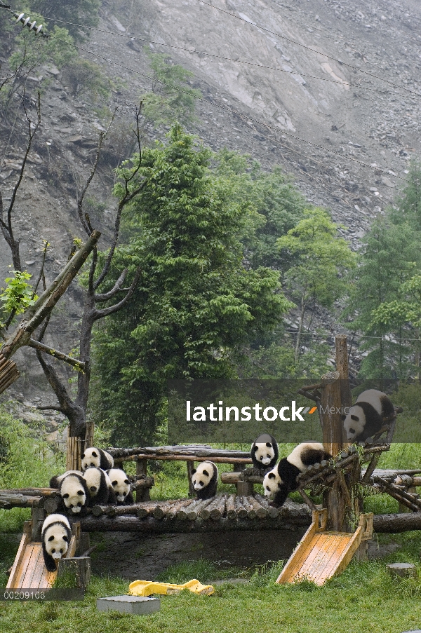 Cachorros de Panda gigante (Ailuropoda melanoleuca) jugando en las estructuras cerca de deslave tras