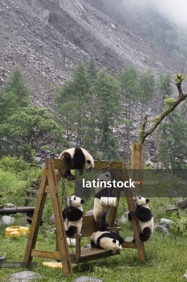 Cachorros de Panda gigante (Ailuropoda melanoleuca) jugando en las estructuras cerca de deslave tras